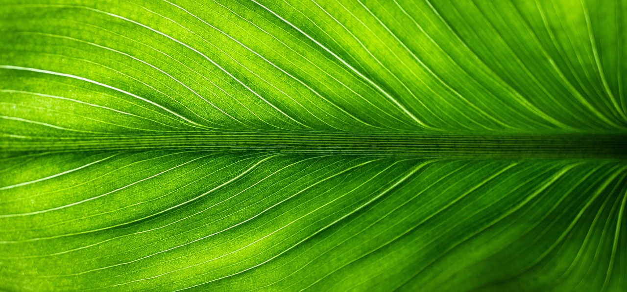 Green leaf docoration